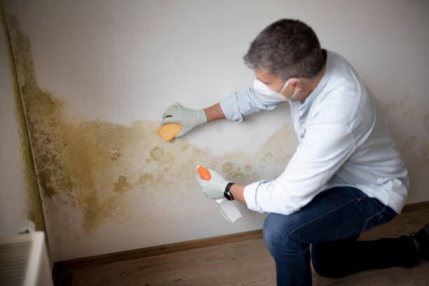 Best Basement Mold Removal  in Elizabethtown, KY