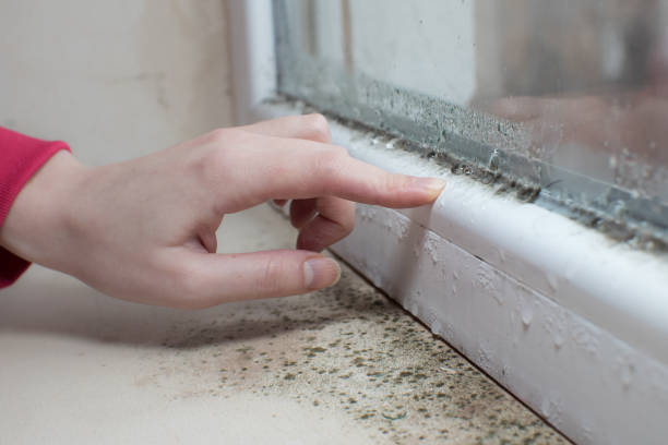 Best Attic Mold Removal  in Elizabethtown, KY