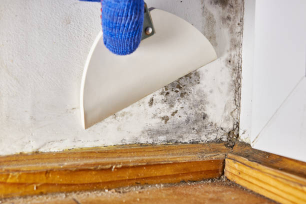 Best Airborne Mold Testing  in Elizabethtown, KY