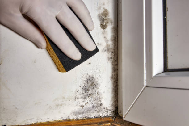 Best Water Damage & Mold Remediation  in Elizabethtown, KY